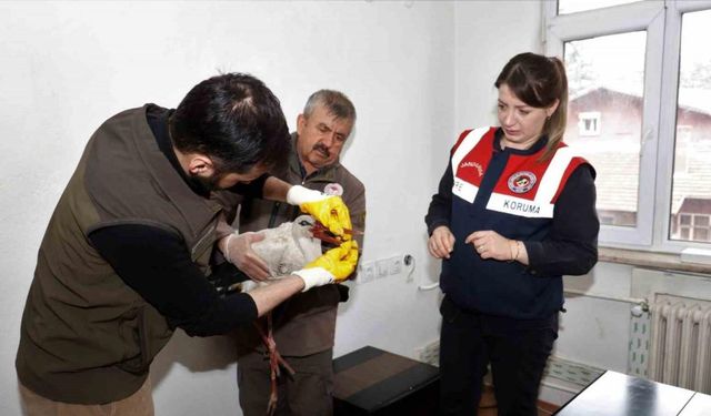 Isparta’da bulunan yaralı leylek ekipler tarafından kurtarıldı