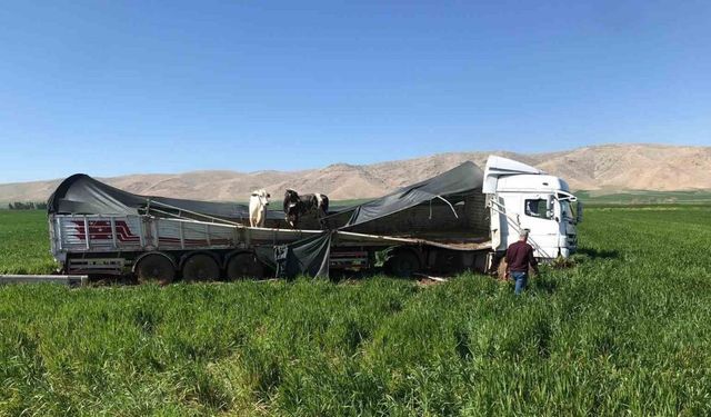 Kaza yapan tırdaki inekler Uluslararası İpekyolu’na indi