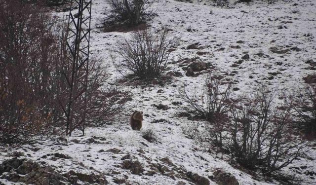 Kış uykusundan uyandı, kışa yakalandı