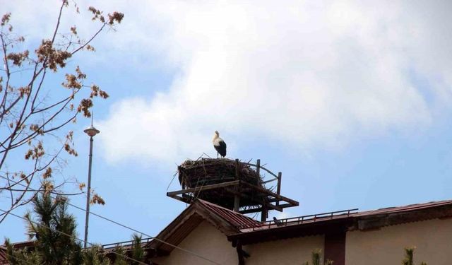 Leylekli okulun maskotu haline gelen leylekler yuvasına yerleşti