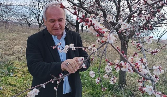 Malatya’da kayısıda zirai don tehlikesi