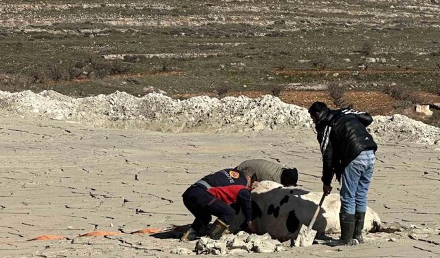 Midyat’ta bataklığa saplanan ineği itfaiye kurtardı