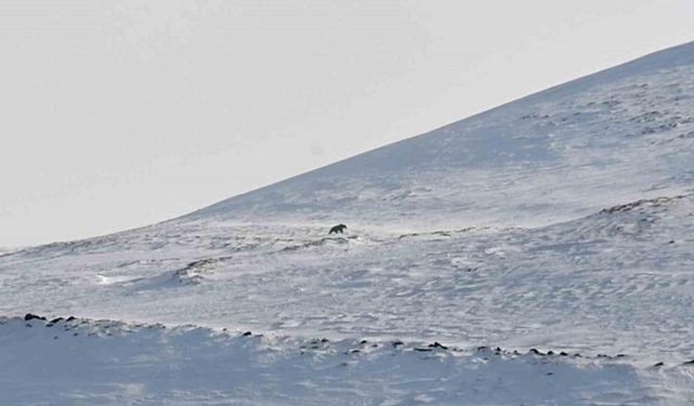 Nemrut’un ayıları bu yıl erken uyandı