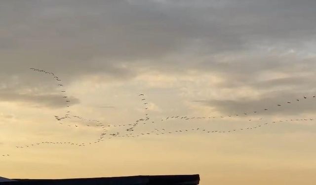 Pelikan sürüsü Bursa semalarında görsel şölen oluşturdu