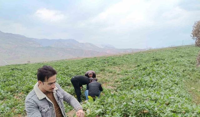 Siirt’te bağ ve bahçelerde yabancı otlarda artış yaşanıyor