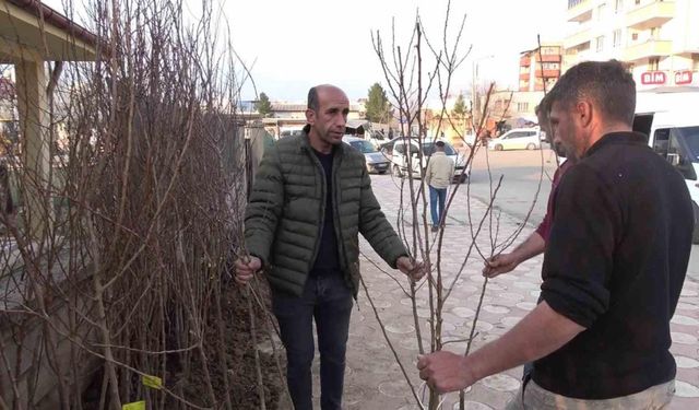 Siirt’te yüzlerce meyve fidanı toprakla buluşmayı bekliyor