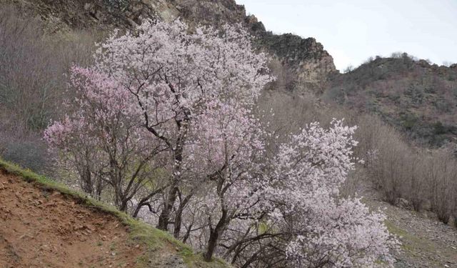 Şırnak’ta badem ağaçları çiçek açtı