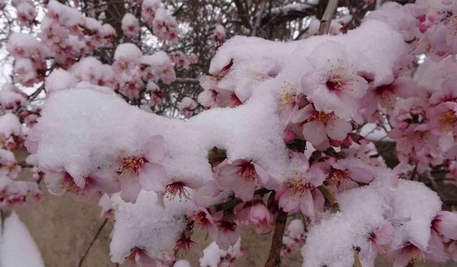 Yozgat’ta erken çiçek açan badem ağaçları kar altında kaldı