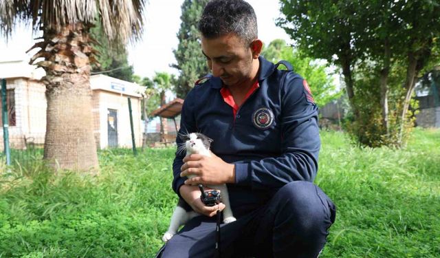 Ağaçta mahsur kalan kediyi itfaiye ekipleri kurtardı