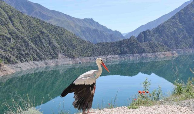 Artvin’de tedavisi tamamlanan leylek doğaya bırakıldı