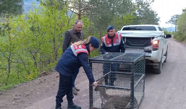 Artvin’de yaralı karaca tedavisinin ardından doğaya bırakıldı