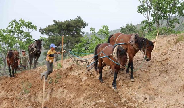 Aydın inciri için zorlu mesai başladı