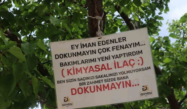 "Babam çekirdeğinden büyüttü" dediği ağaca öyle bir not astı ki gören 2 kez düşündü