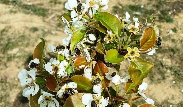 "Baklazınnı" zararlısına karşı biyoteknik mücadele uyarısı