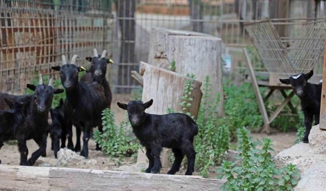 Büyükşehir Doğal Yaşam Parkı’nda yeni doğan yavrular şenlendirdi