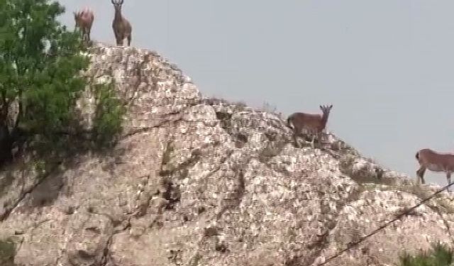 Dağ keçileri sürü halinde Harput’ta görüntülendi