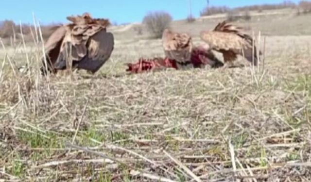 Domuz leşine gelen akbabalar, fotokapana takıldı