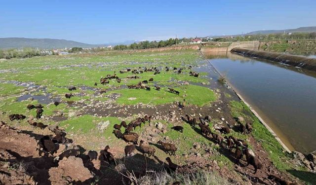 Elazığ’a bahar geldi, koyun sürüleri otlağa indi