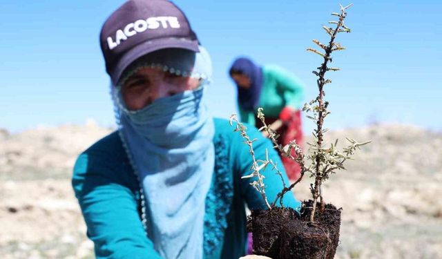 Elazığ’da tarımsal ekosistemler için önemli adım: Amerikan tuz çalısıyla ilk kez mera ıslahı başladı