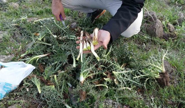 Erciş’te kenger bitkisine yoğun ilgi