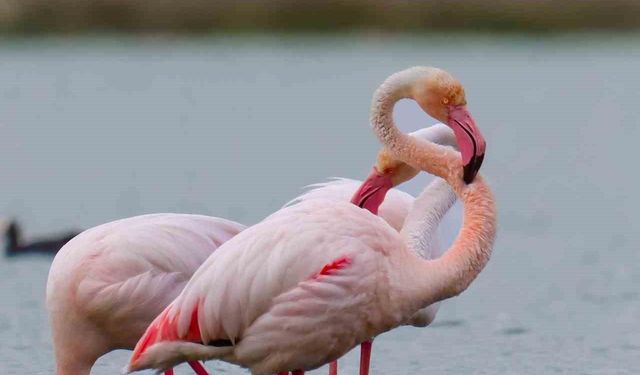 Flamingolar Akkaya Barajı’nda