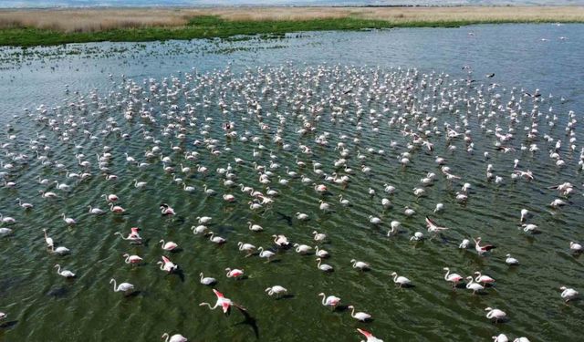 Flamingolar bu yıl da Eber Gölü’nde geçici olarak konakladı