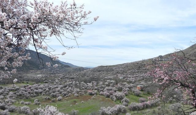 İspir’de bademler çiçek açtı