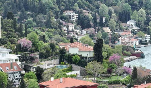 İstanbul’u erguvan ağaçları süsledi