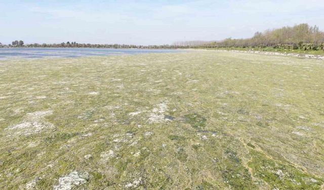 İzmir Çakalburnu Dalyanı’nda deniz marulu tehdidi