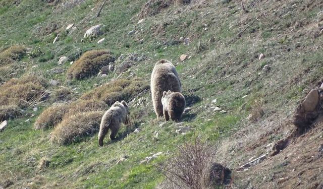 Kış uykusundan uyanan ayı ve yılanları görüntüledi