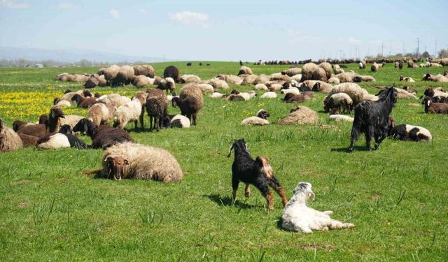 Kuzu satışlarından kent ekonomisine 1 milyar lira gelir bekleniyor