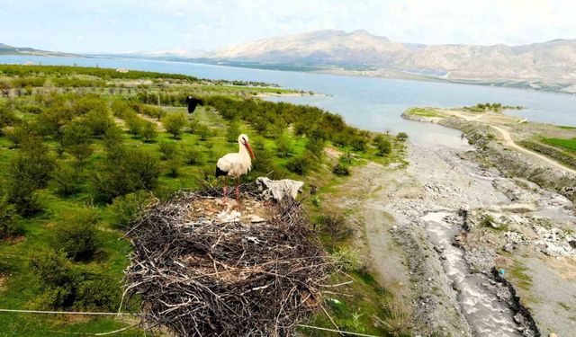 Leylekler Kale ilçesini mekan tuttu