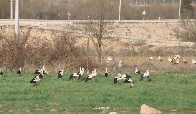 Leyleklerin göç durağı Bolu