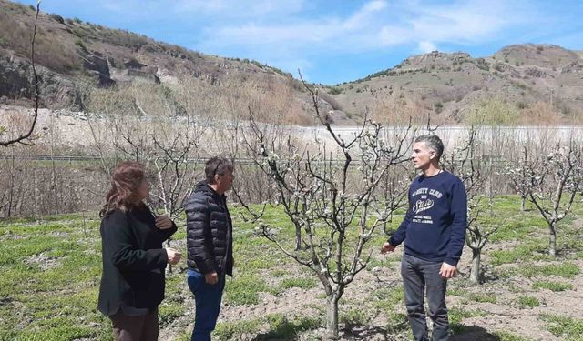 Meyve bahçelerinde hastalık ve zararlılara dikkat