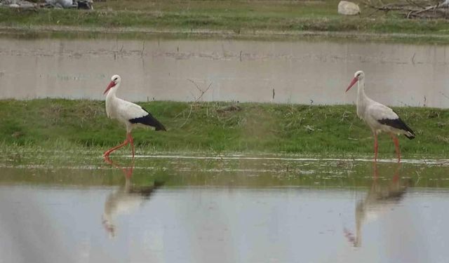 Muş Ovası, baharın müjdecisi leyleklere ev sahipliği yapıyor