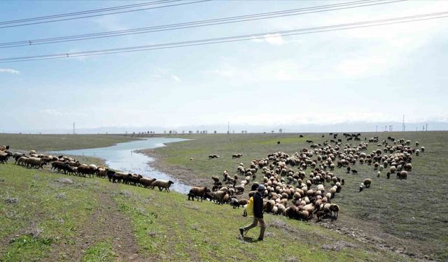 Muş Ovası oğlak ve kuzuların sesiyle şenlendi