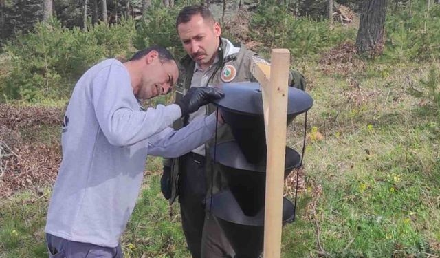 Orman zararlılarına karşı biyoteknik mücadele