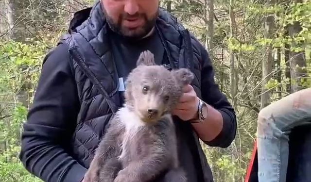 Ormandan şehre inen yavru ayı maskot oldu