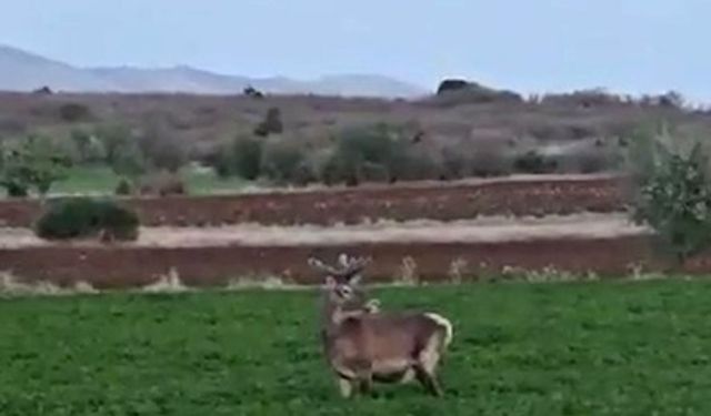 Salda Gölü kenarına bırakılan kızıl geyik yonca ve pancar tarlasında görüntülendi