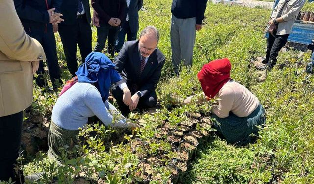 Siirt’te 125 bin adet fıstık fidanı törenle dağıtıldı