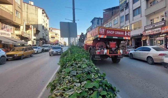 Sinop’ta orman yangını