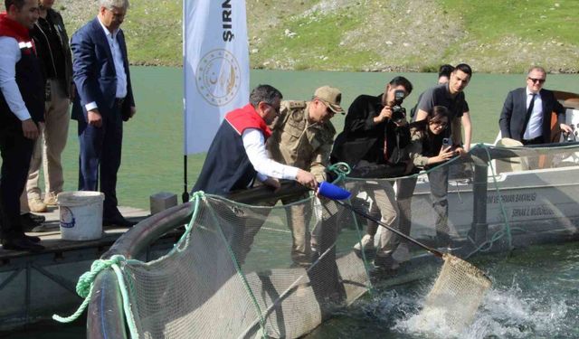 Şırnak’ta kafeslerden 30 ton balık hasat edildi