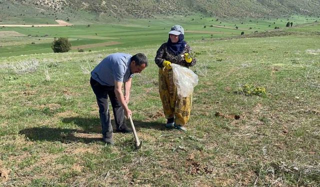 Tatvan’da şifa deposu ‘kenger otu’ mesaisi başladı