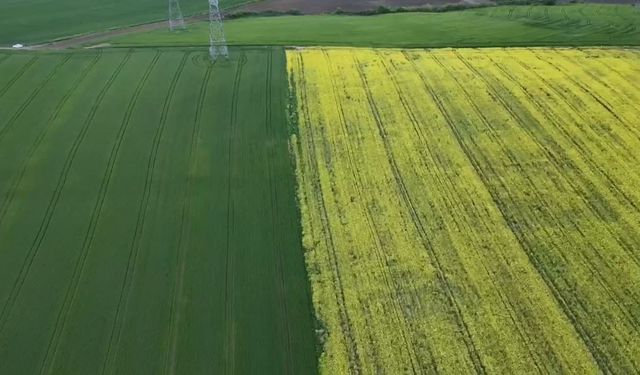 Tekirdağ’da sarı bahar