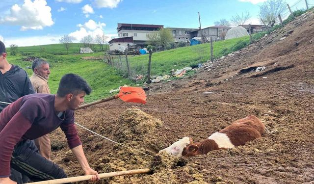 Tezek yığınına batan inek yavrusu saatler sonra kurtarıldı