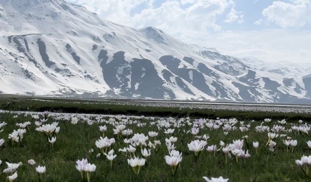 Yüksekova’da kardelen ve çiğdemler çiçek açtı