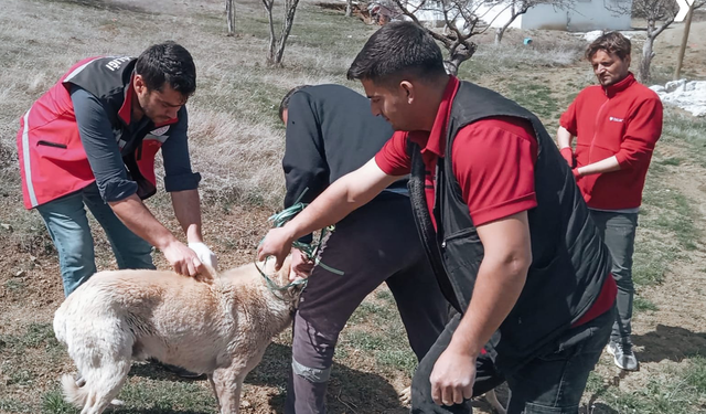 Sokak hayvanlarına kuduz aşısı