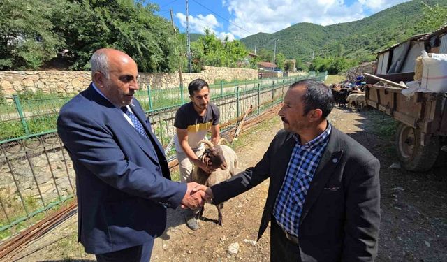 Ahırın lideri olan 4 boynuzlu koç, son başbakan Binali Yıldırım’a hediye edilecek