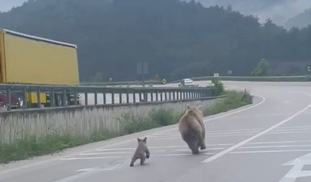 Anne ayının yavrusunu bulma mücadelesi kamerada