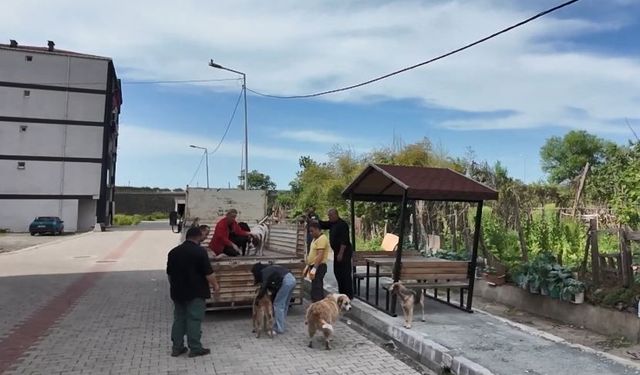 Artvin’in Arhavi ilçesinde başıboş sokak köpekleri mahalleliyi birbirine düşürdü